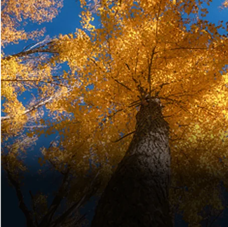tree with yellow leaves